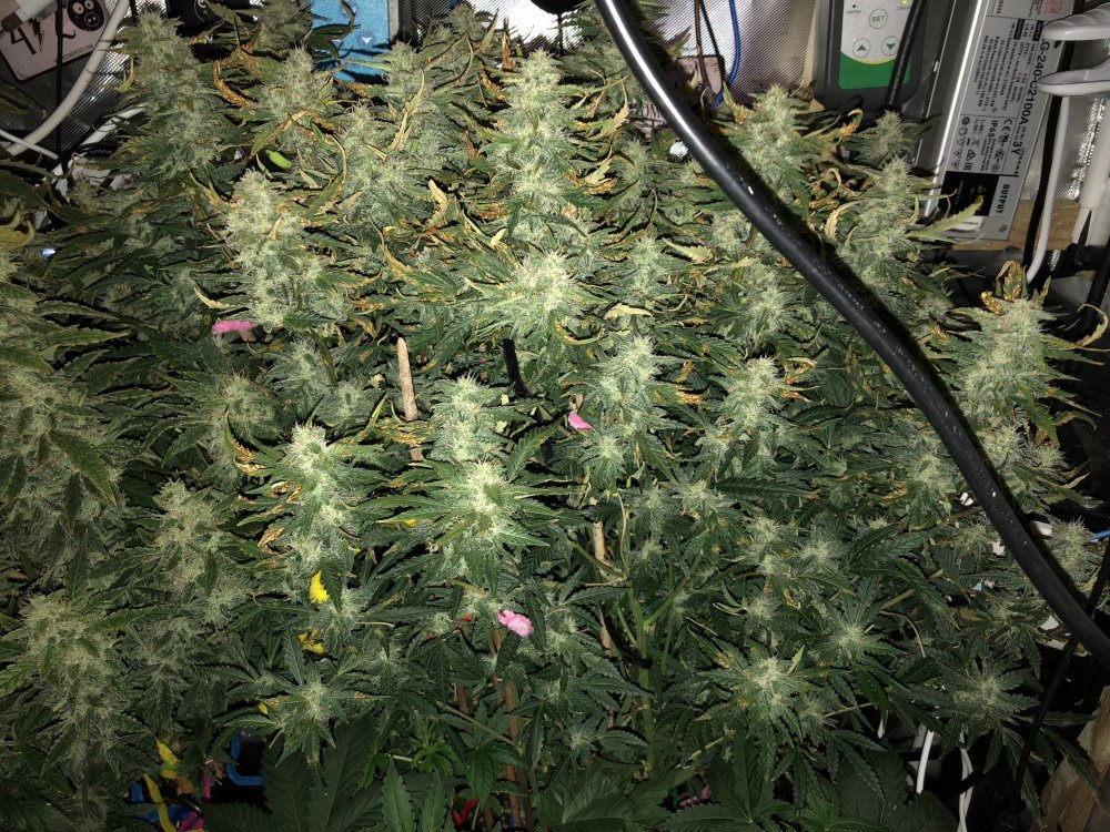 hbbs - day 58.JPG