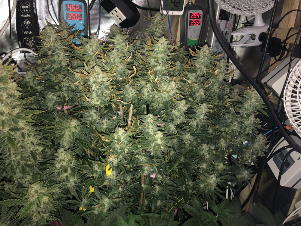 hbbs - day 59.JPG