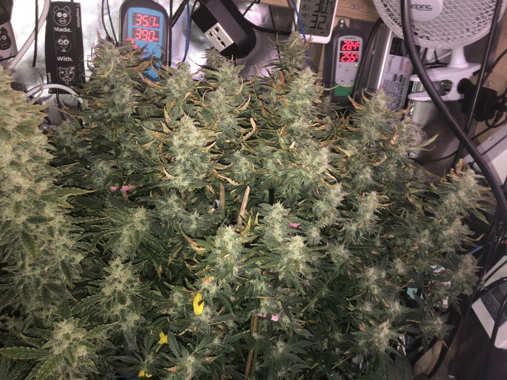 hbbs - day 60.JPG