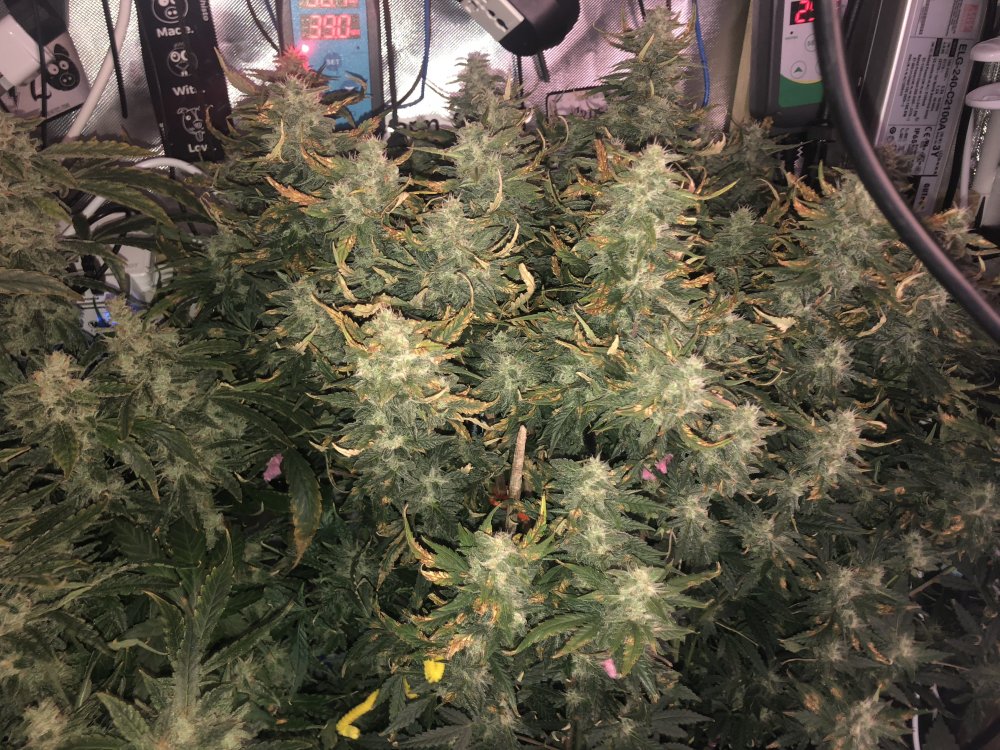 hbbs - day 61.JPG