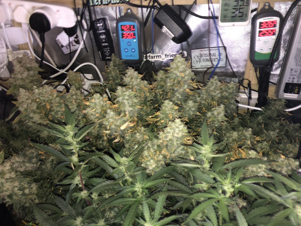 hbbs - day 77.JPG