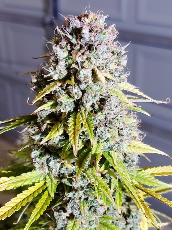 HBSS - Chop Day - Day 85 - (2).jpg