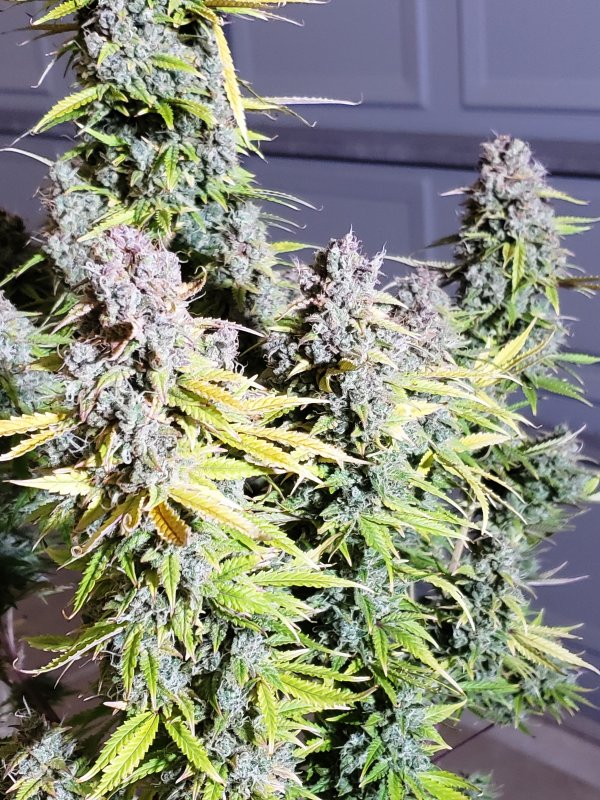 HBSS - Chop Day - Day 85 - (3).jpg