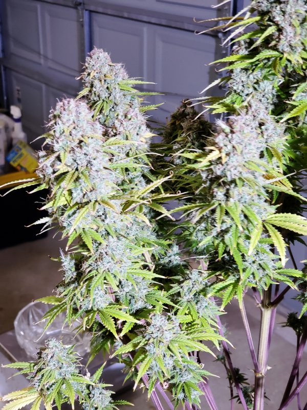 HBSS - Chop Day - Day 85 - (6).jpg