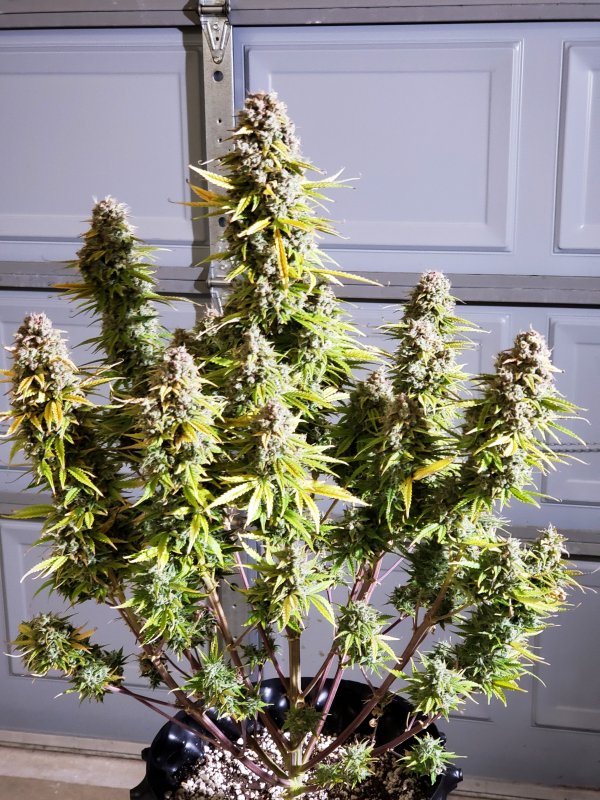 HBSS - Chop Day - Day 85 - (8).jpg