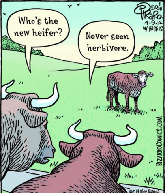 heiferattrBIZARRO.jpg