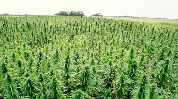 hemp-feild-bio.jpg