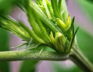 hermaphrodite-marijuana-plant-300x233.jpg