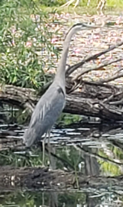 Heron.Lily_Pond.jpg