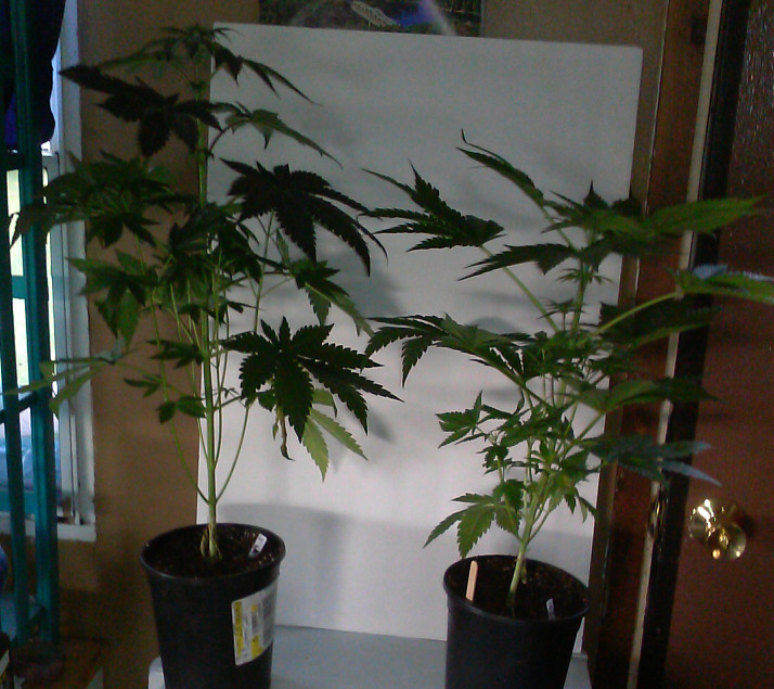 HG plant left - cheap nute right- 9-12-2015.jpg