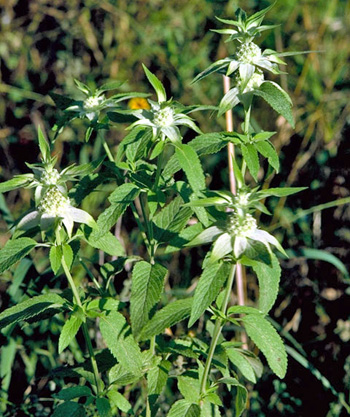 Horsemint.jpg