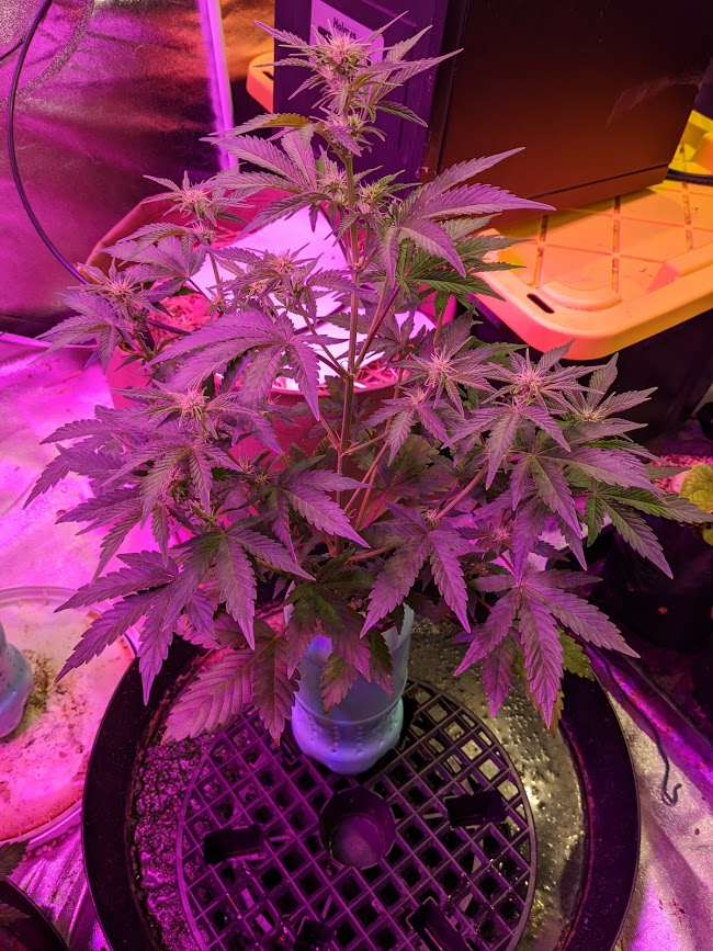 HSO Bubba Cheese 2172020.jpg