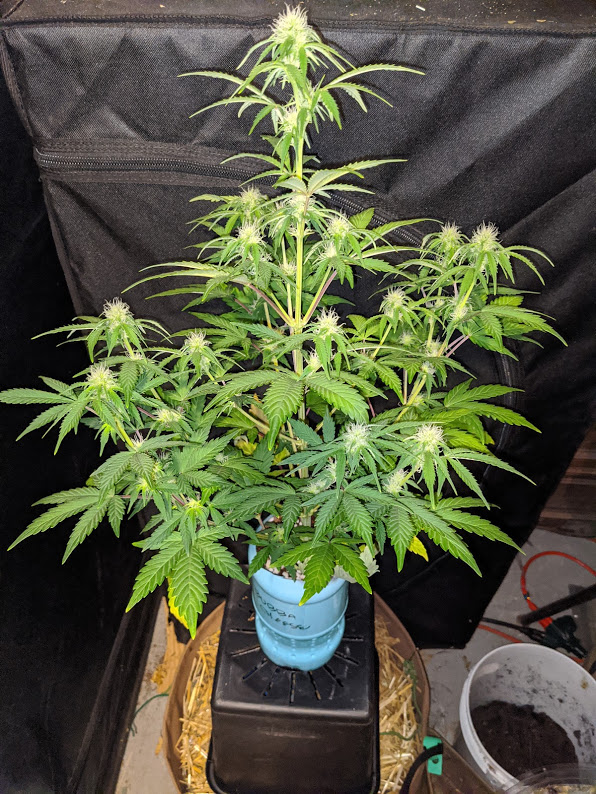 HSO Bubba Cheese 2232020.jpg