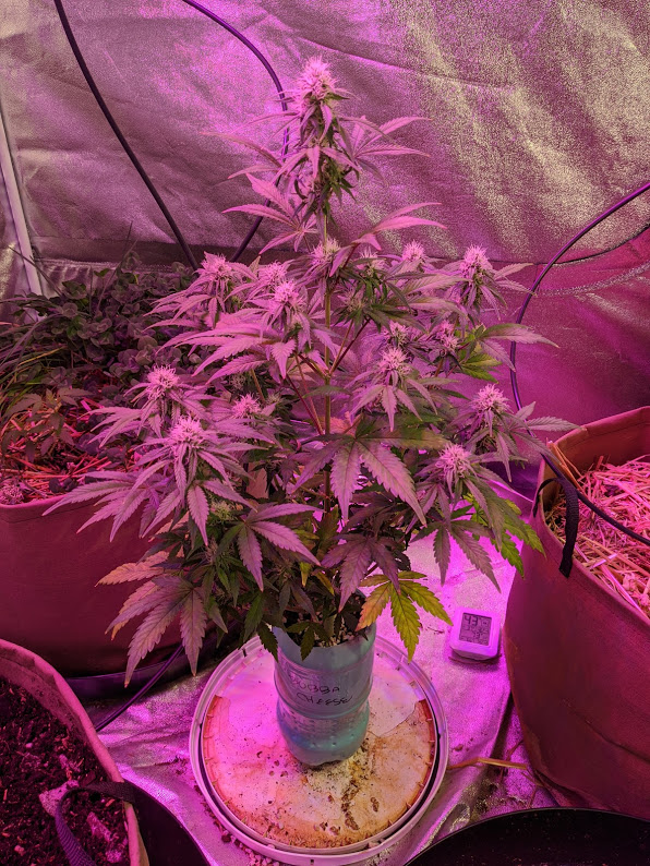 HSO Bubba Cheese 322020.jpg