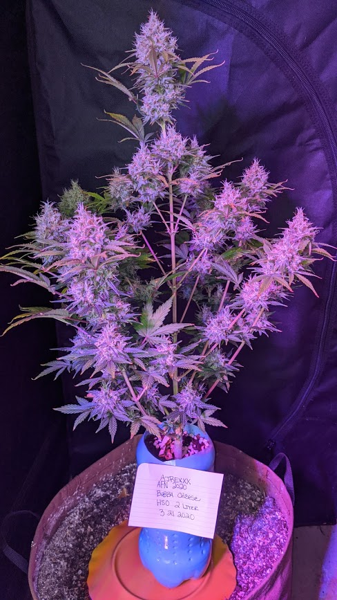 HSO Bubba Cheese Final Pic.jpg