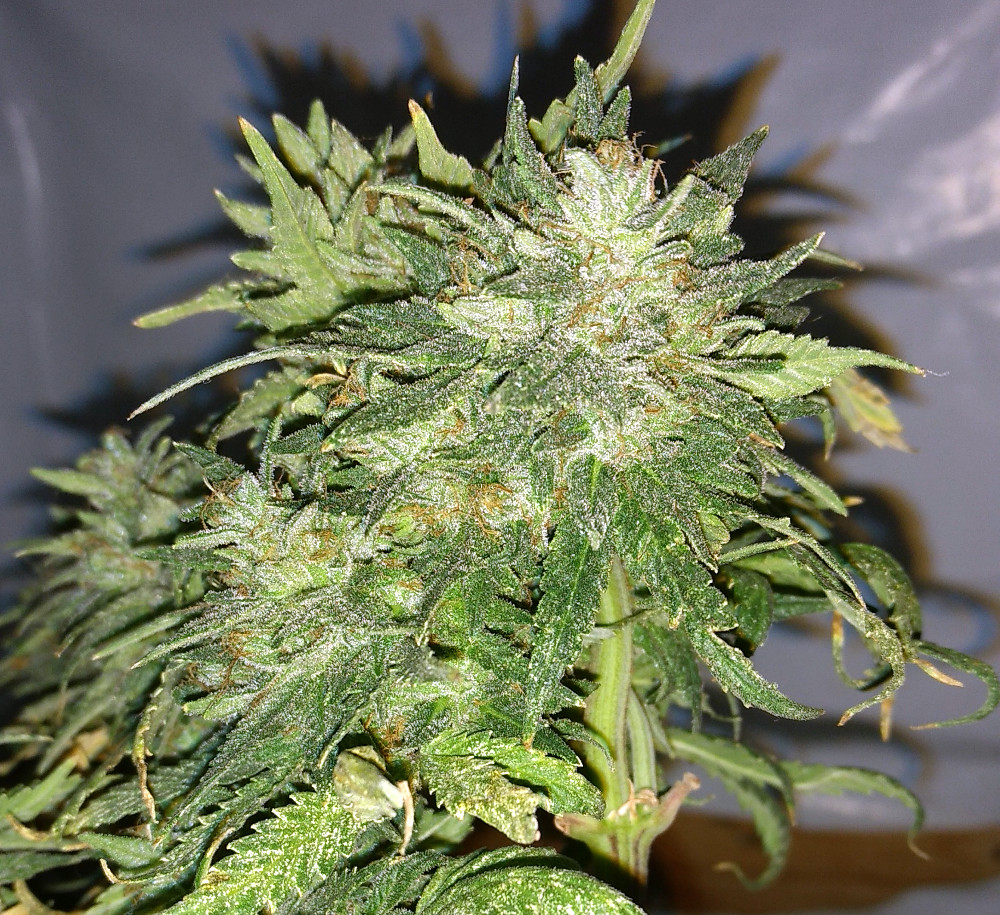 HSO Bubba Kush Auto Bud pic1 -3-20-2020.jpg