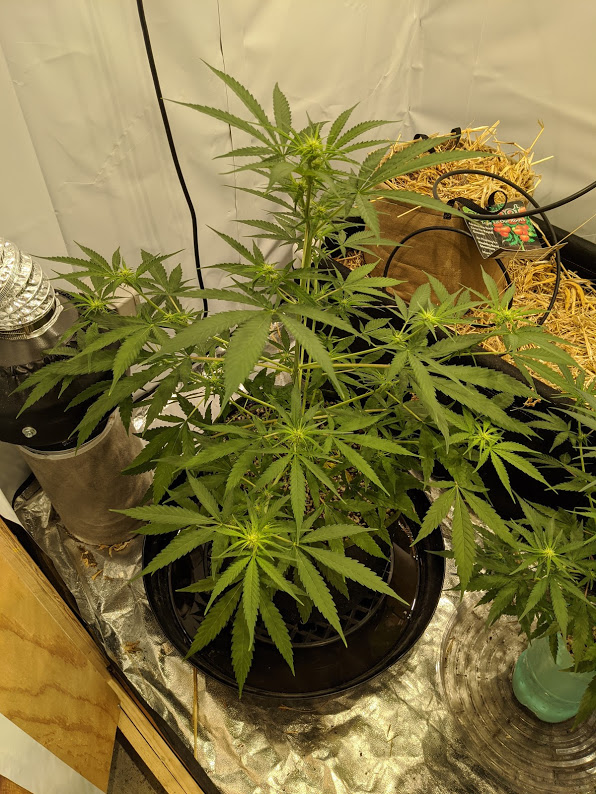 HSO Green Crack 392020.jpg