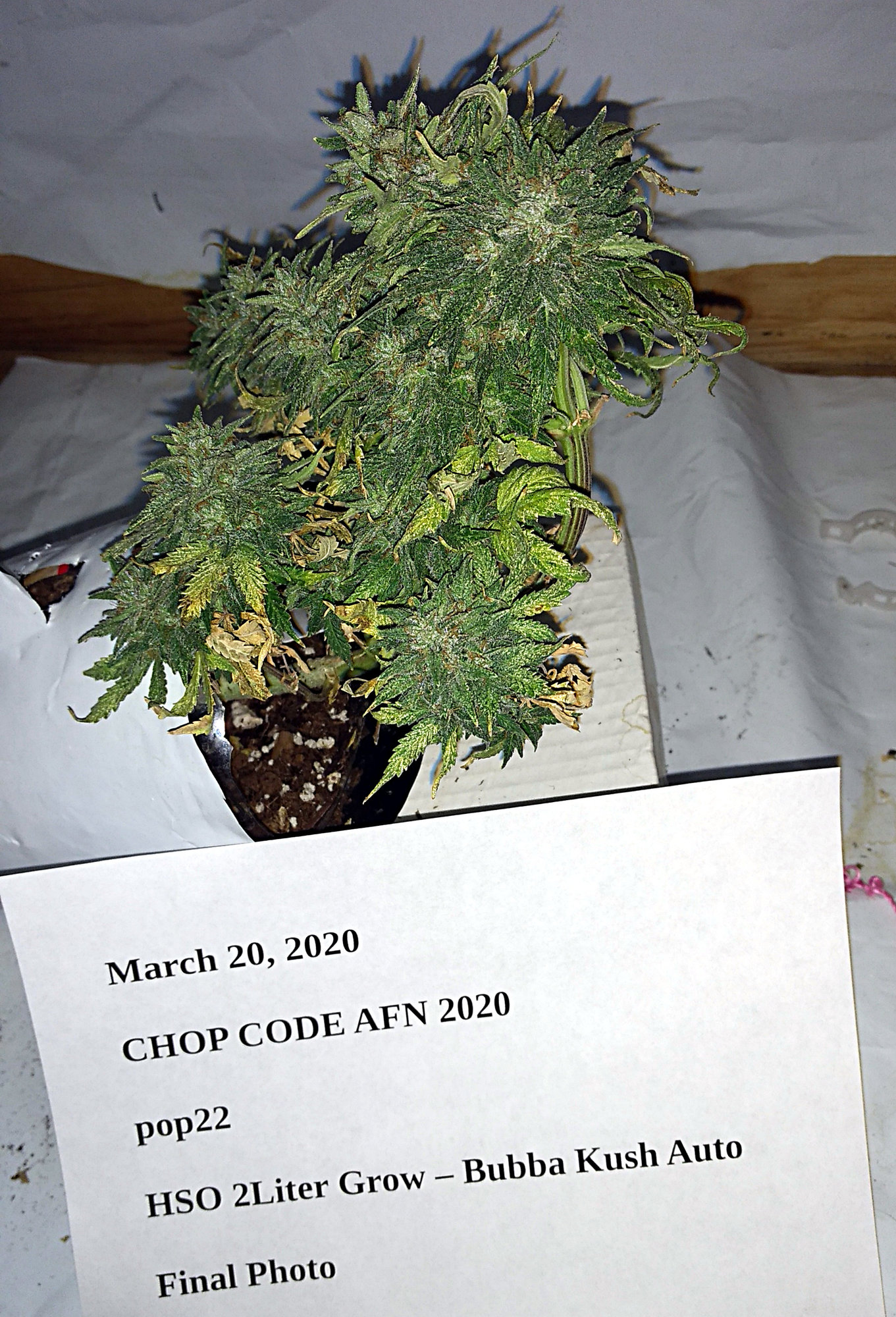 HSO @ liter grow - Bubba Kush Final pic.jpg