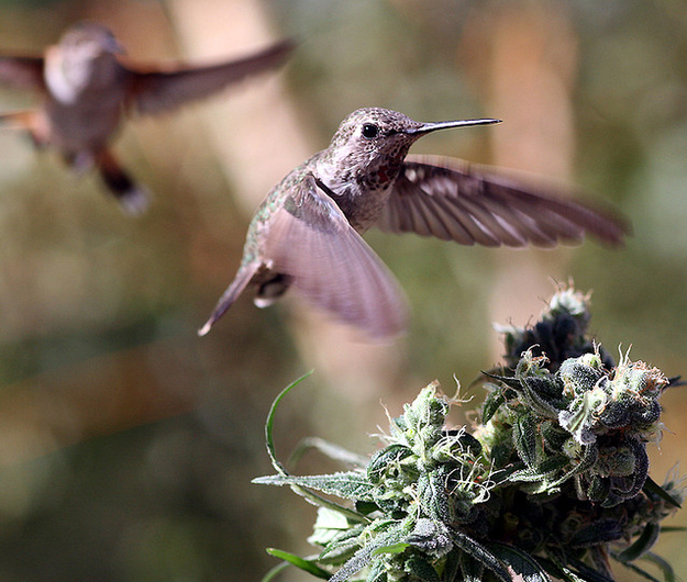 hummingbirds-love-cannabis-3.jpg