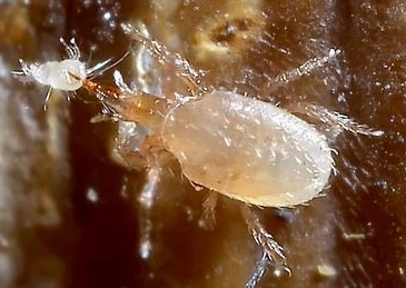 hypoaspis_eating_mold_mite.jpg