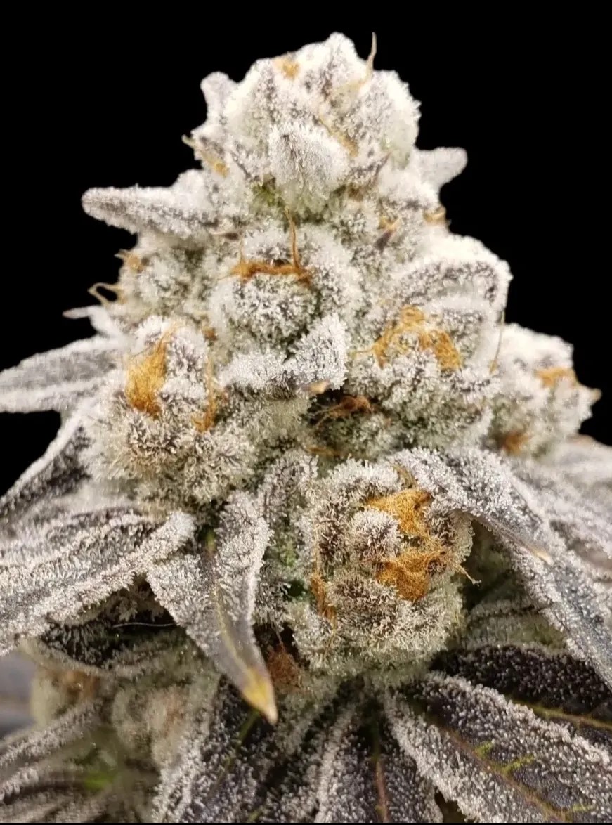 Iced-Out-Feminised-seeds-by-Reverse-Genetics-for-Coastal-Mary.jpg