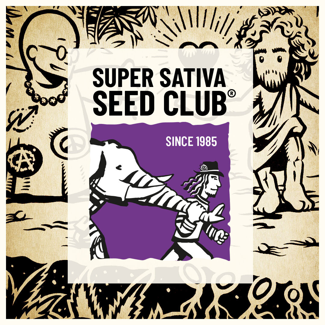 ig-super-sativa-seed-club.jpg