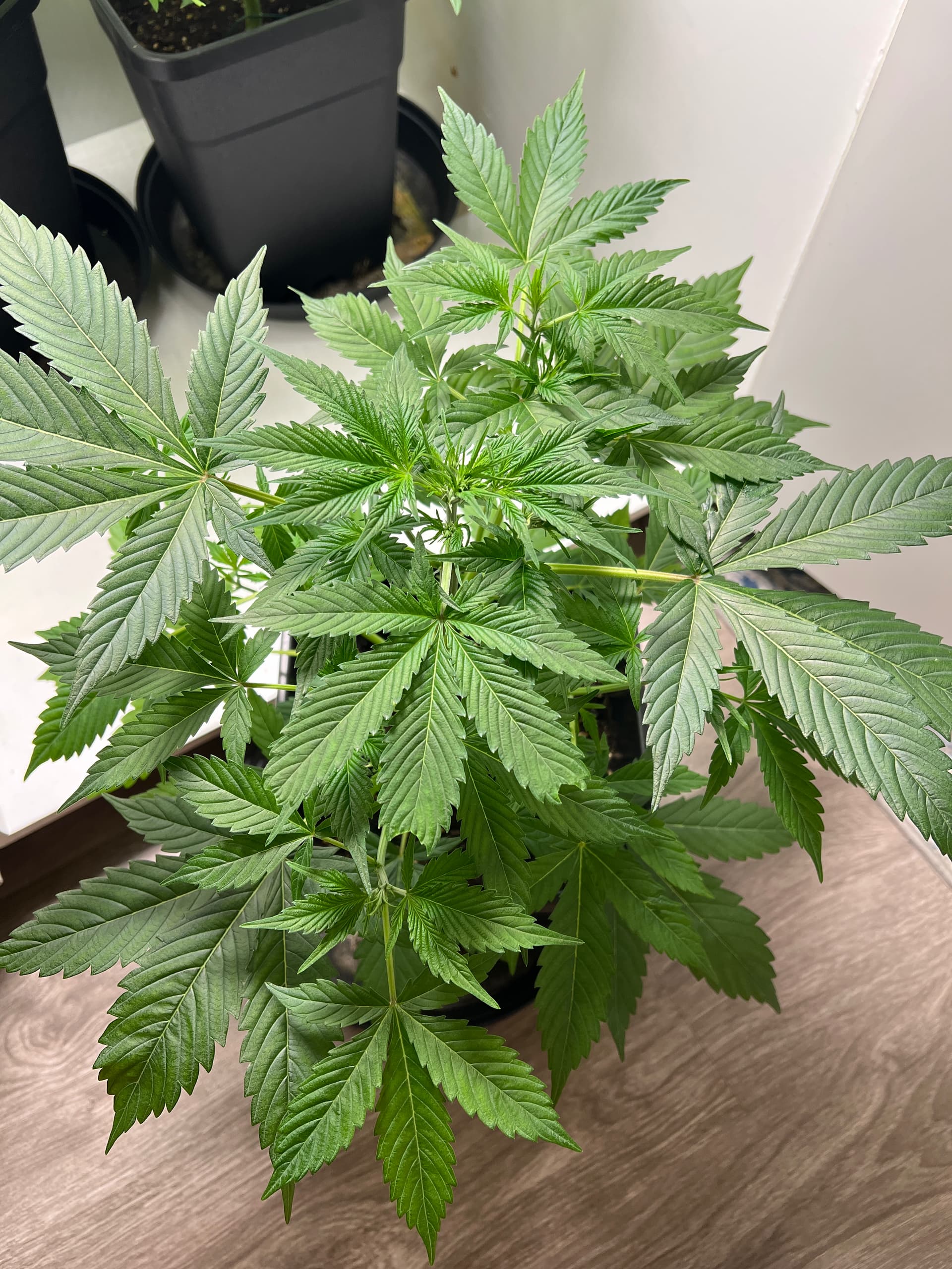 3 autos