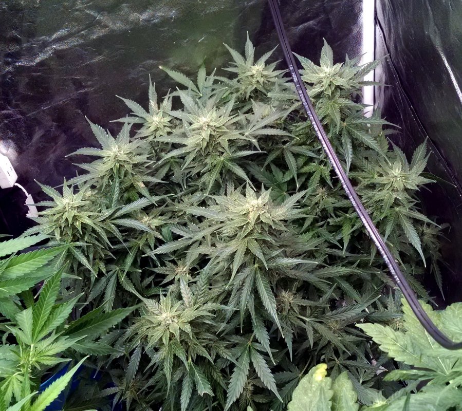 Indica 639 pic3 -2-26-2018.jpg