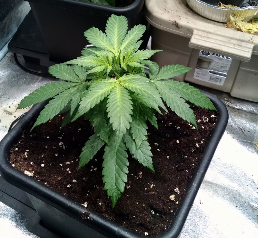 Indica 639 plant1 pic1 -1-20-2018.jpg