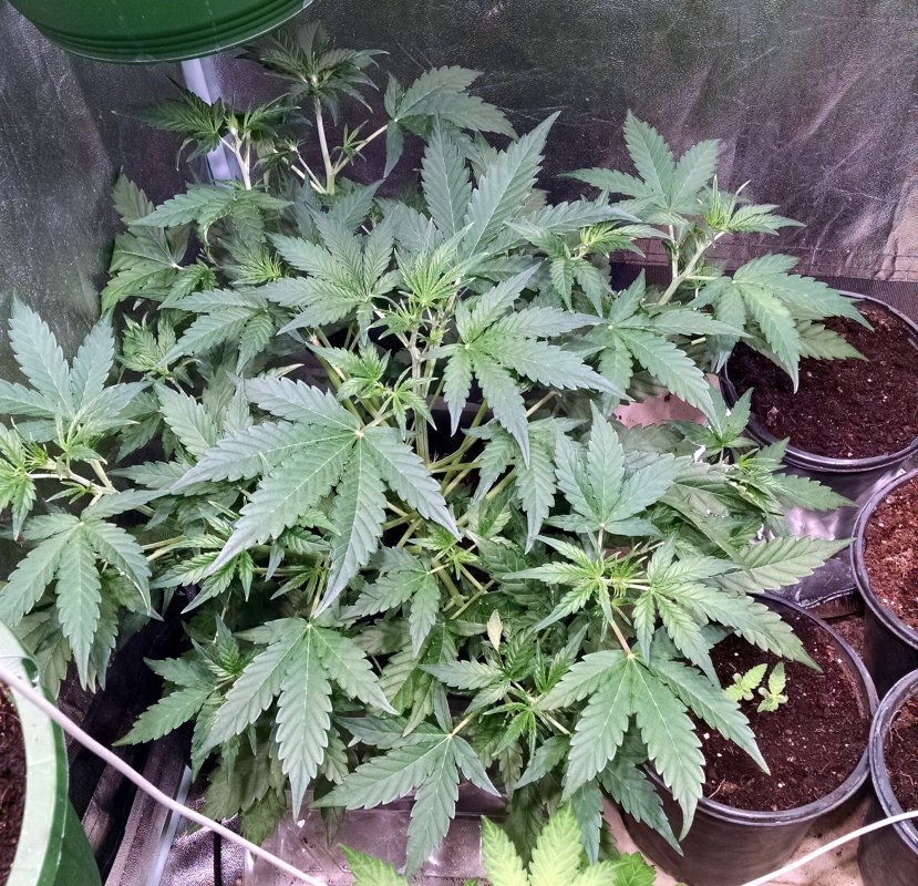 Indica 639 plant1 pic1 -1-29-2018.jpg