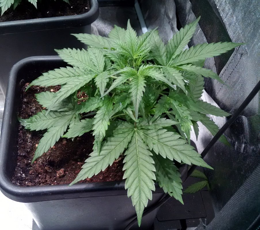 Indica 639 plant2 pic1 -1-20-2018.jpg