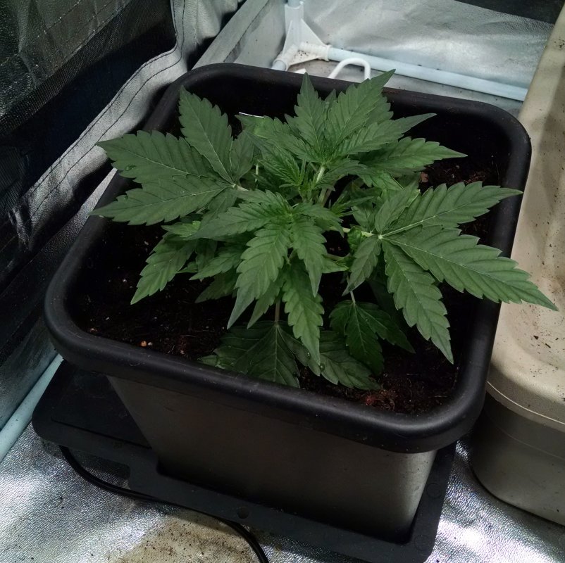 Indica 639 plant3 pic1 -1-20-2018.jpg