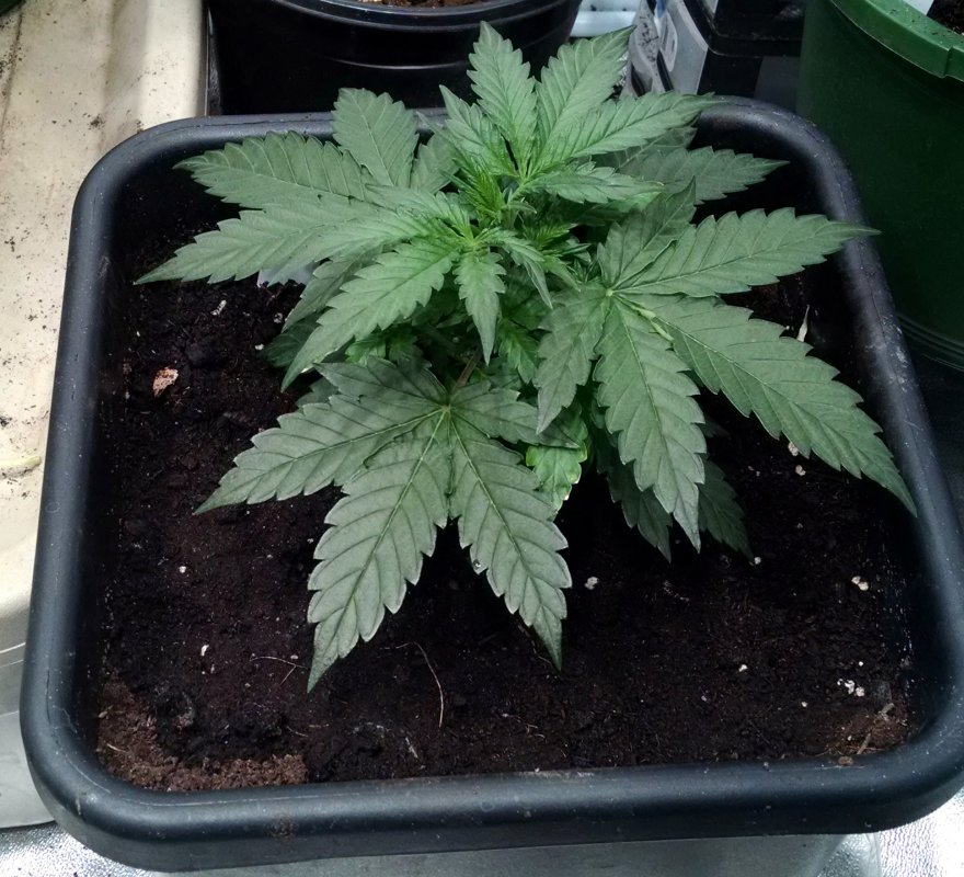 Indica 639 plant4 pic1 -1-20-2018.jpg