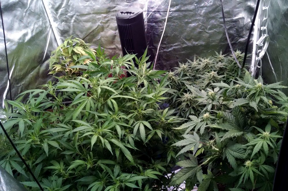 Indica 639 tent2- pic1 -2-26-2018.jpg