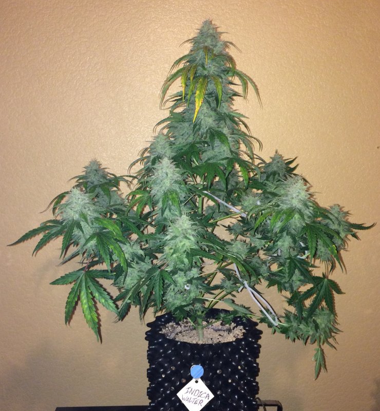 indica walter day 61.JPG