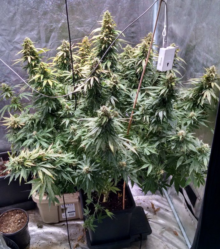 Indica639 pic2 -3-21-2018.jpg