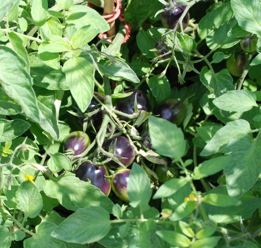 indigo rose tomatoes.JPG