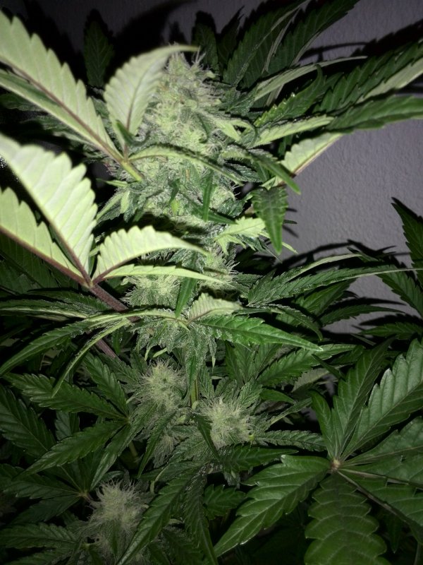 Industial Plant CBD Day 38 (1).jpg