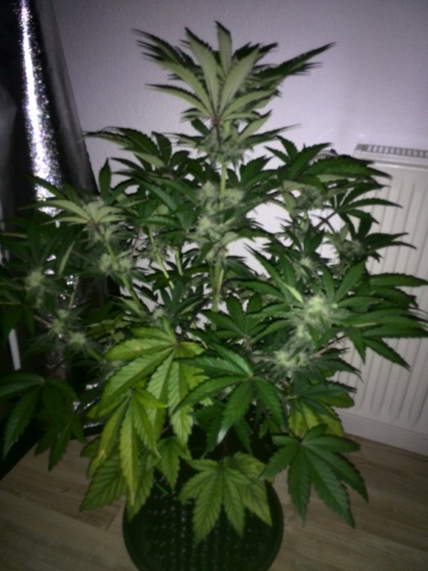 Industial Plant CBD Day 38 (2).jpg