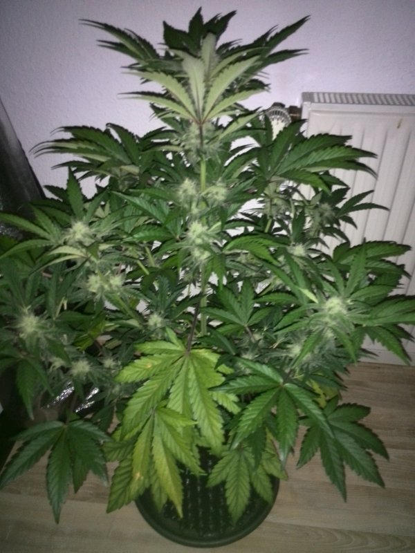 Industial Plant CBD Day 38 (3).jpg