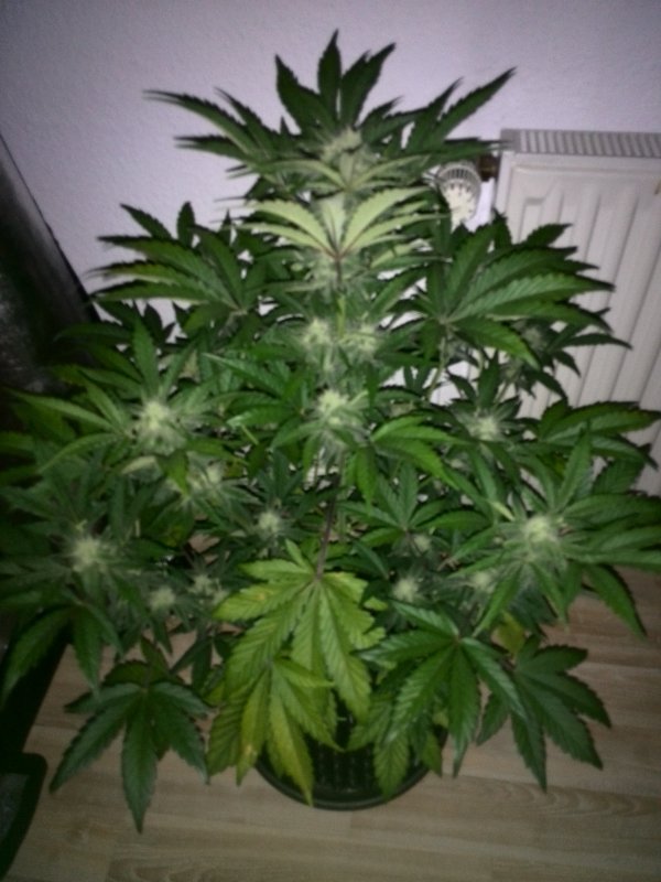 Industial Plant CBD Day 38 (4).jpg