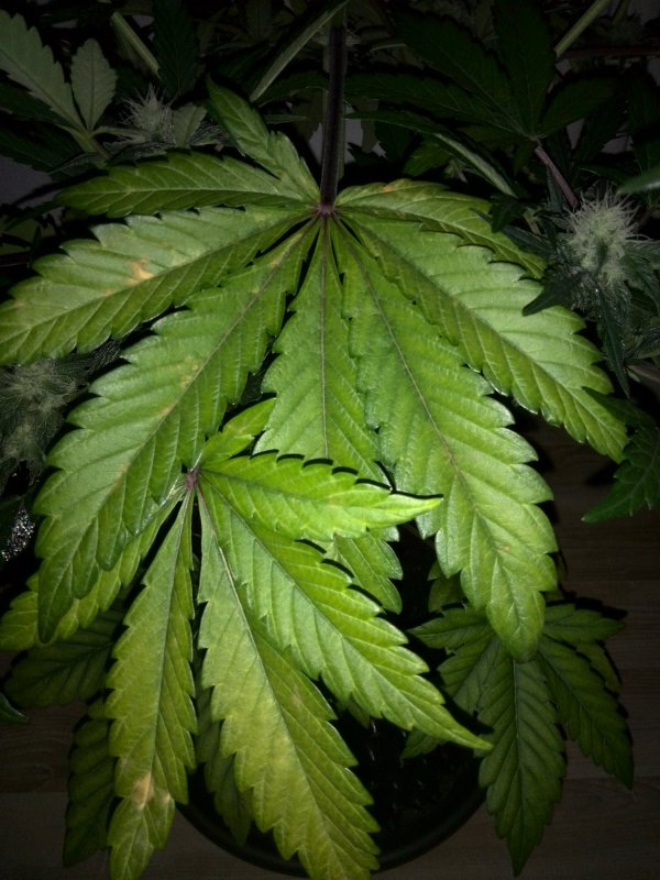 Industial Plant CBD Day 38 (5).jpg