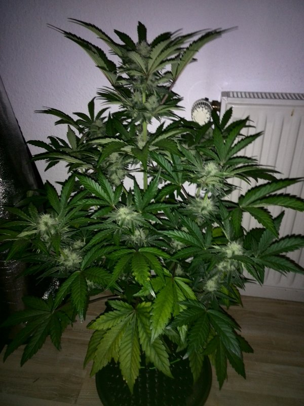 Industial Plant CBD Day 38 (6).jpg