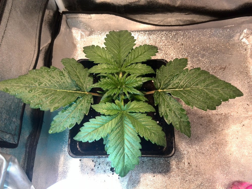 Industial Plant Day 14 (1).jpg