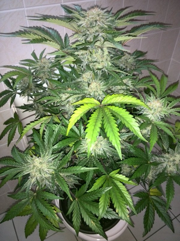 Industrial CBD Day 49 (1).jpg