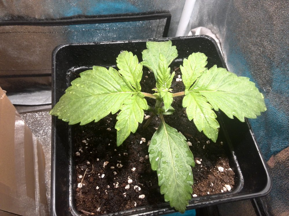 Industrial Plant CBD Day 10 (2).jpg