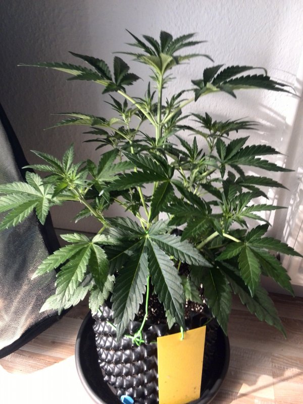 Industrial Plant CBD Day 23 (1).jpg