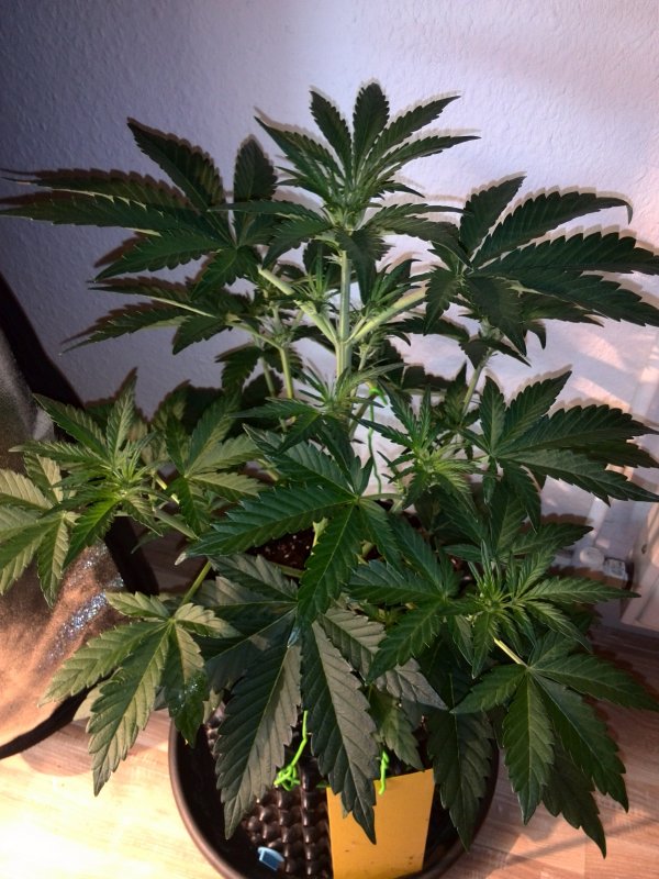 Industrial Plant CBD Day 23 (2).jpg