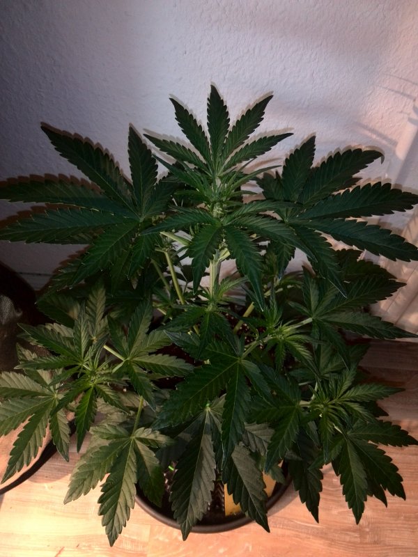 Industrial Plant CBD Day 23 (4).jpg