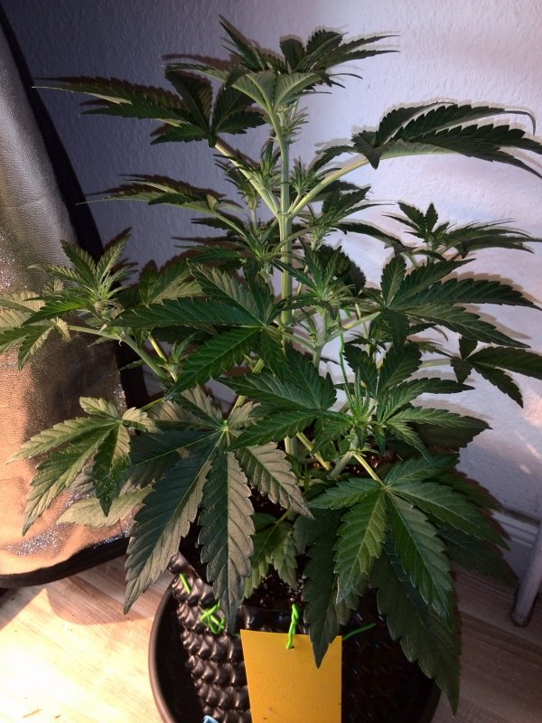 Industrial Plant CBD Day 23 (5).jpg